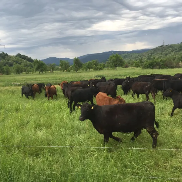 Black și Red Angus, pe pășune