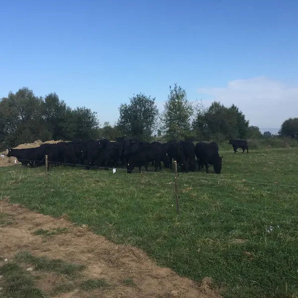 Cireada la umbra copacilor