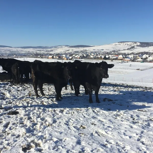 Iarna, în Harghita