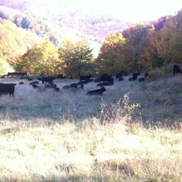 La odihnă, toamna, la Plugova