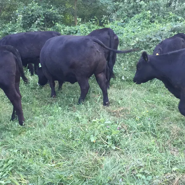 Vaci Angus la păscut
