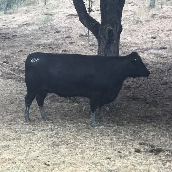 Vacă Angus