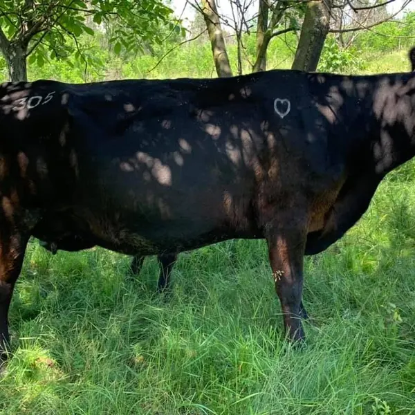 Vacă Rawburn, la umbră