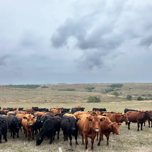 Black și Red Angus, una dintre cirezile noastre