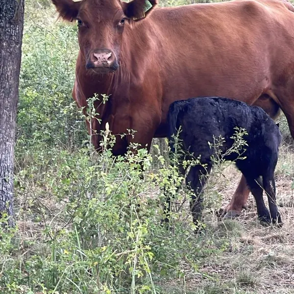 Vacă Red Angus cu vițelul ei