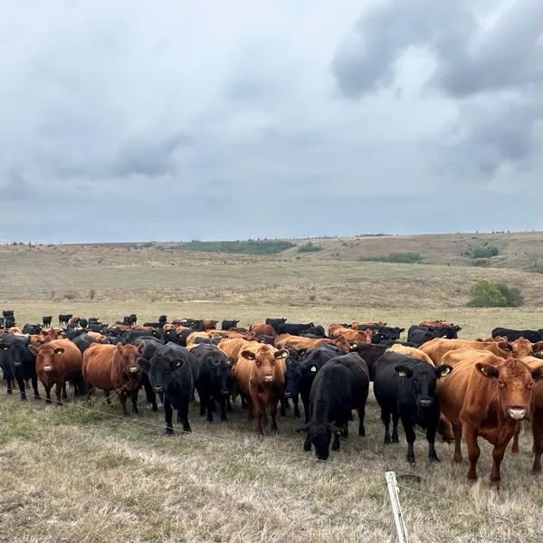 Una dintre cirezile noastre, Black și Red