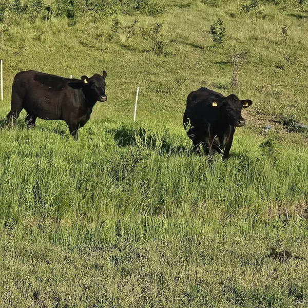 Vaci Angus la păscut