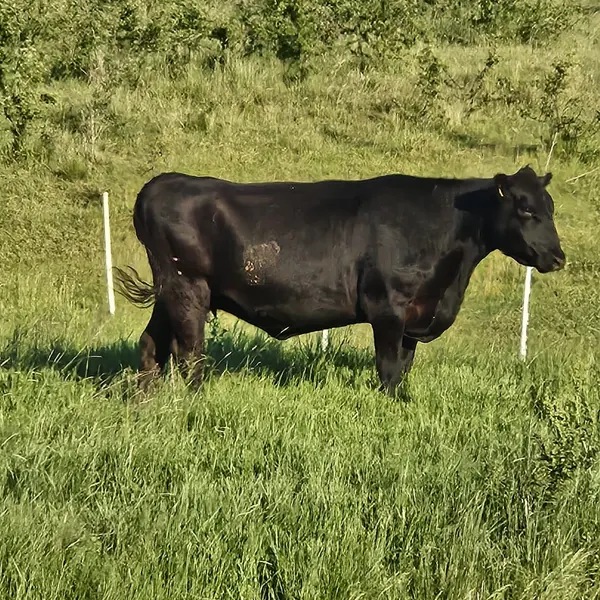 Angus pe pășune