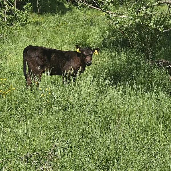 Vițel Black Angus