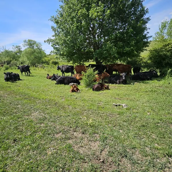 Cireada la umbră, cu vițeii