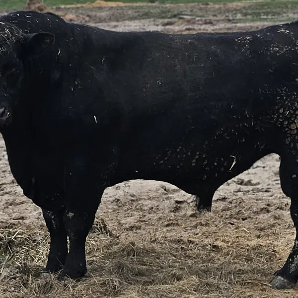 Taur Angus, în ferma noastră