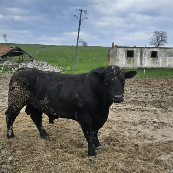 Taur Angus, la fermă