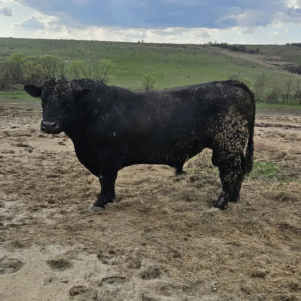 Taur Angus