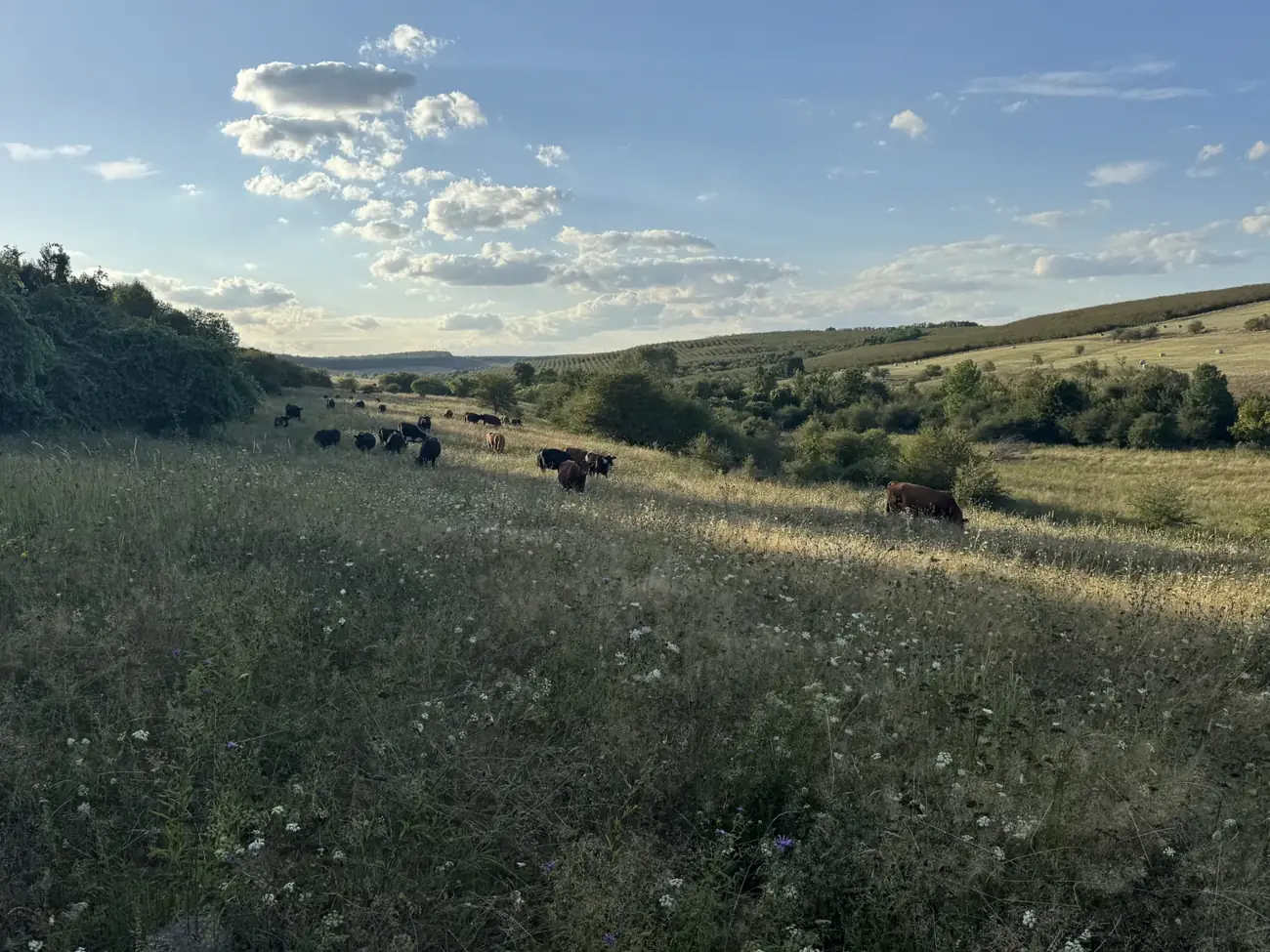 Vaci Angus pe pășune