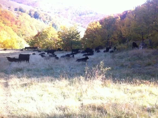 Cireada de vaci Angus pe dealurile de la Plugova, toamna