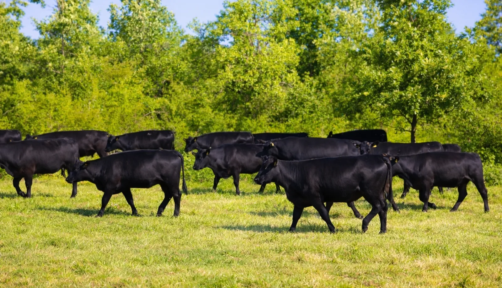 Cireadă de vaci Black Angus pe pășune
